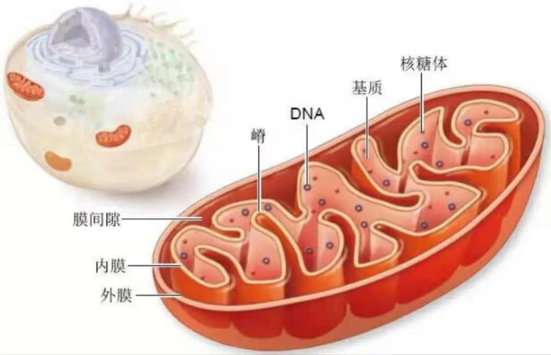 什么叫做碳基生物