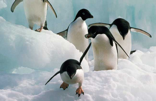 企鹅真的是哺乳动物吗？