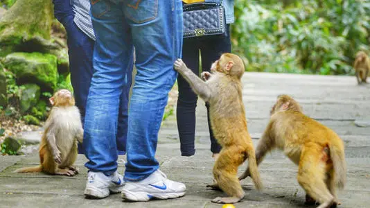 张家界景区内一猴子咬烂游客兜里牛奶猛喝，游客遇到这种事该怎么办？