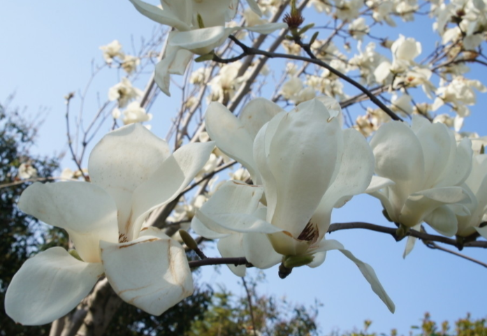 上海的市花是什么？