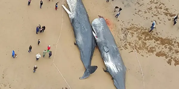 约230头鲸鱼在澳大利亚海滩搁浅一天后，仅剩35头活着！如何拯救鲸鱼？