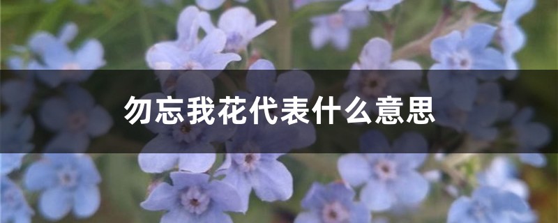 勿忘我的花语是什么