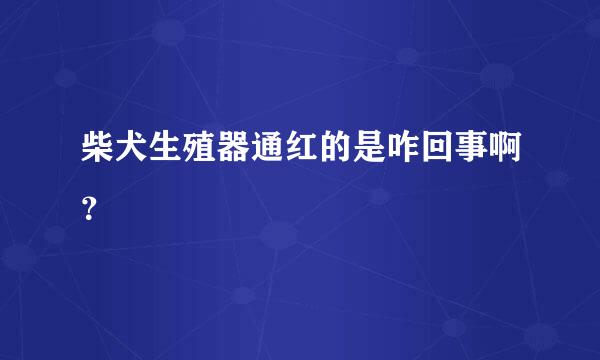 柴犬生殖器通红的是咋回事啊？