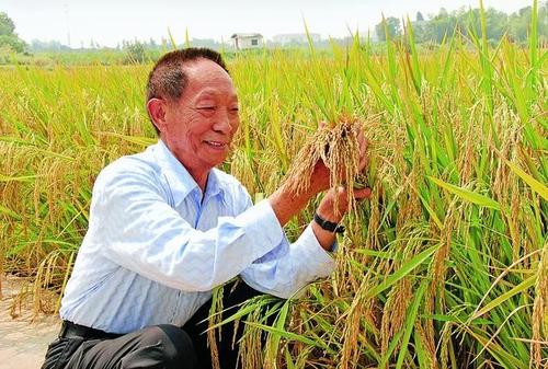 杂交水稻在中国的种植面积有多少