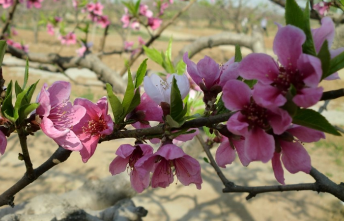 顺平桃花节是什么时候