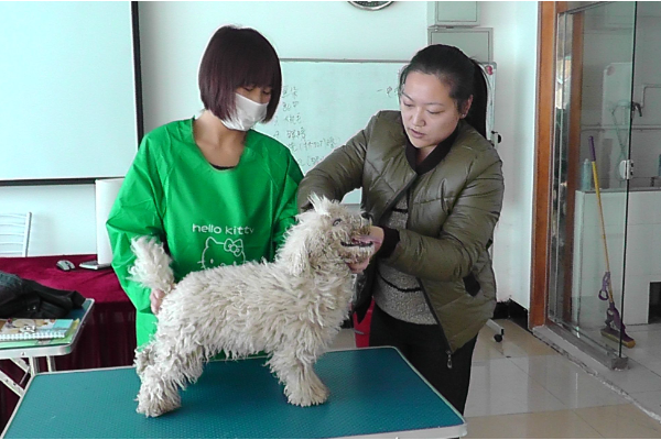 郑州宠物美容培训学校排行榜