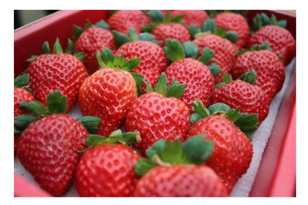 草莓是什么季节啊?
