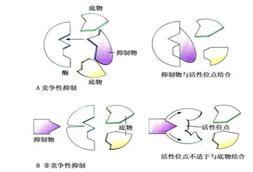 超限抑制和外抑制