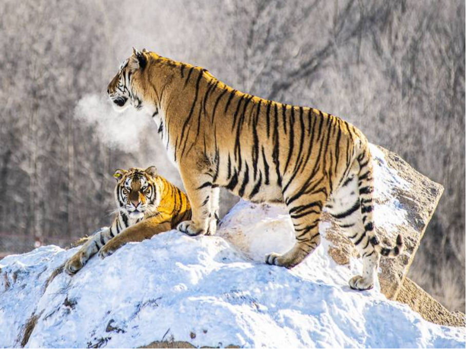 东北虎是国家几级保护动物