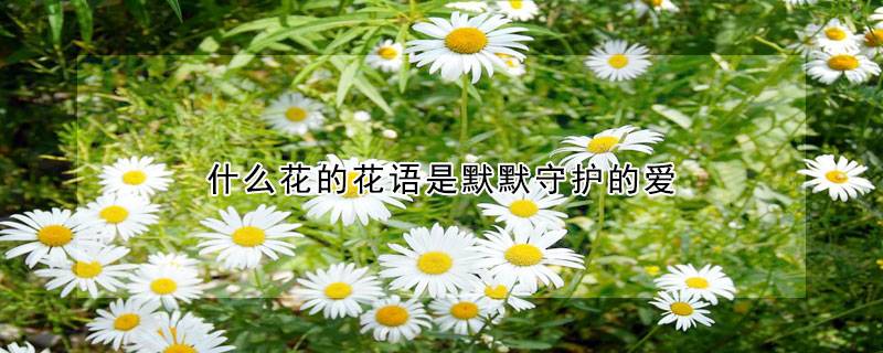 什么花的花语是默默守护的爱