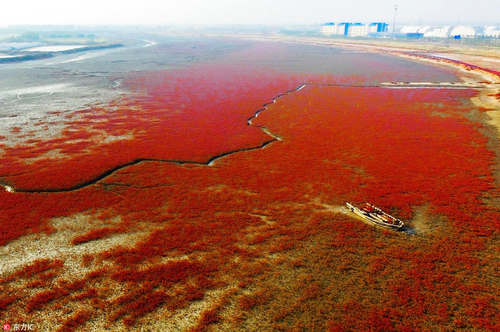 山东青岛胶州出现100公里红海滩，专家对这一现象是如何解读的？