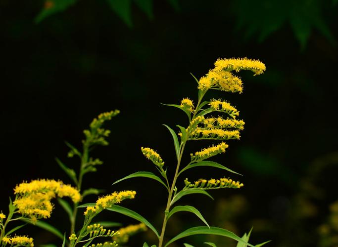 成都疑似现入侵植物“加拿大一枝黄花”，小小黄花为什么被称为生态杀手？