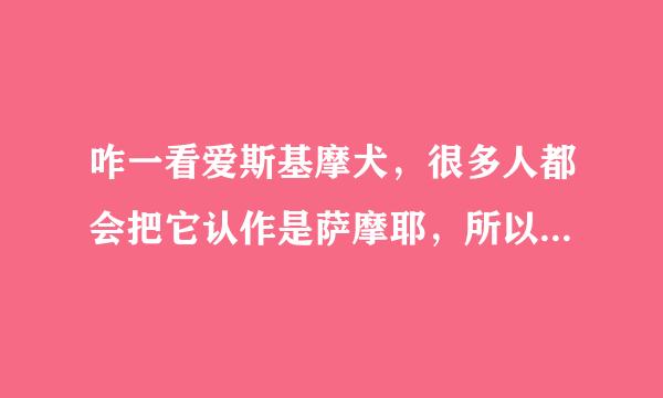 咋一看爱斯基摩犬，很多人都会把它认作是萨摩耶，所以爱斯基摩犬多少钱？