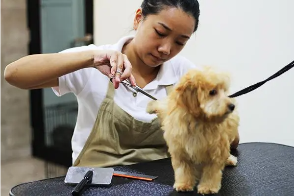郑州宠物美容培训学校排行榜