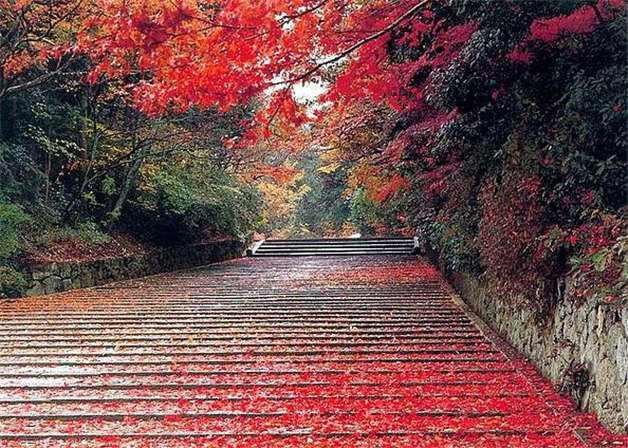 香山红叶什么时候红