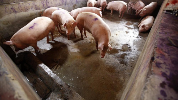 景德镇一养猪场大批死猪致污染，死猪导致的污染问题该如何处理？