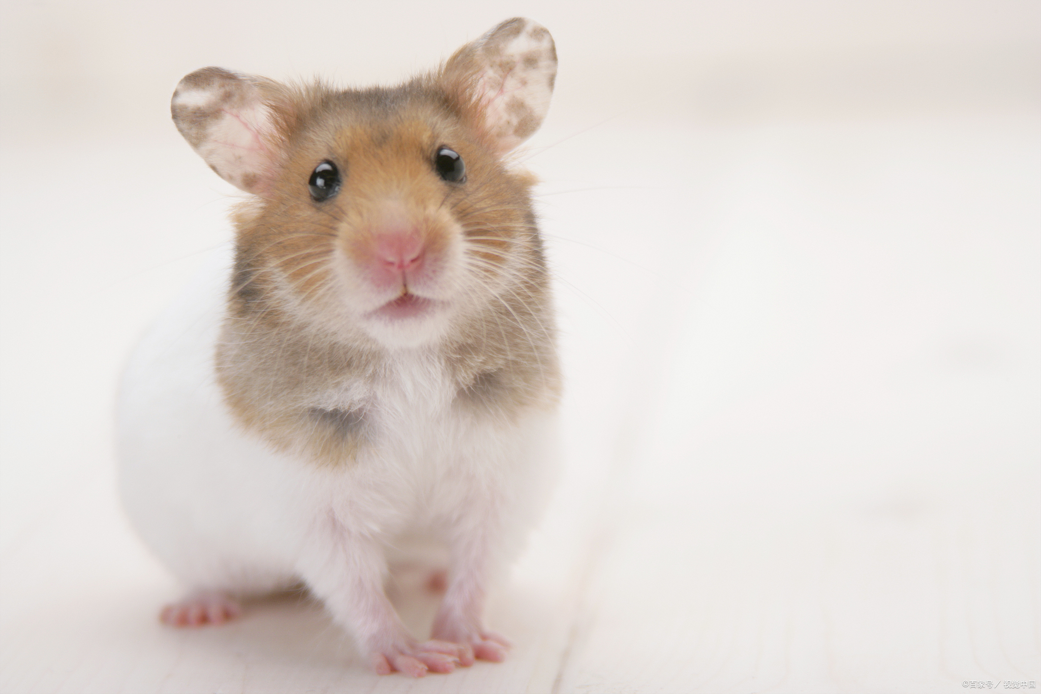 仓鼠本身是比较柔弱的小动物，小仓鼠装死是什么症状呢？