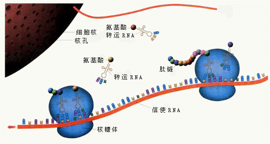 原核生物肽链合成的延长阶段包括哪几步