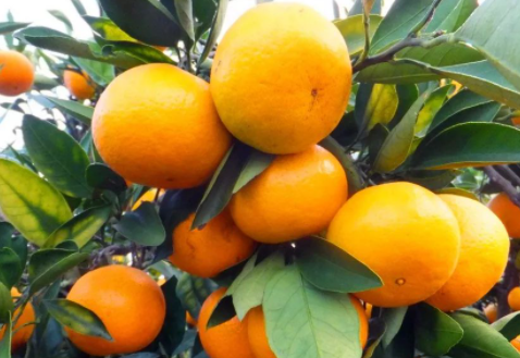中国什么地方盛产橘子？