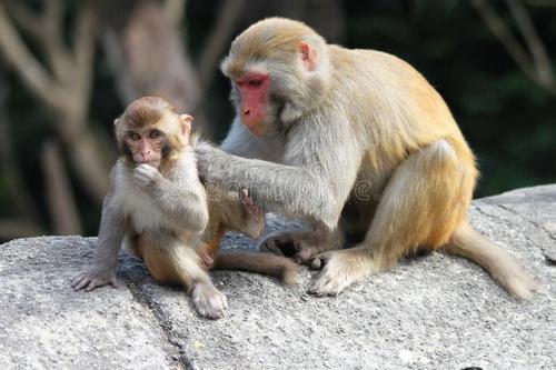 河南女子在景区喂猴子被扯掉假发，当时场面有多让人哭笑不得？