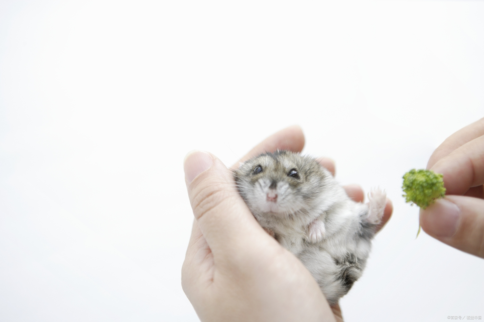 仓鼠本身是比较柔弱的小动物，小仓鼠装死是什么症状呢？