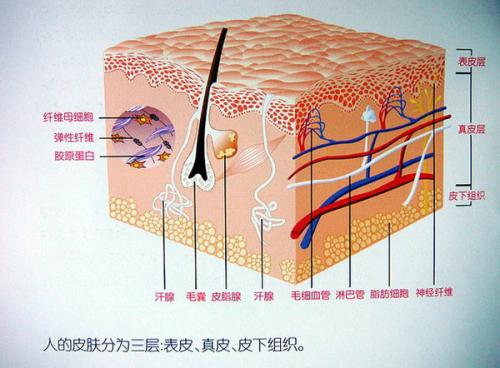 真皮和表皮的区别