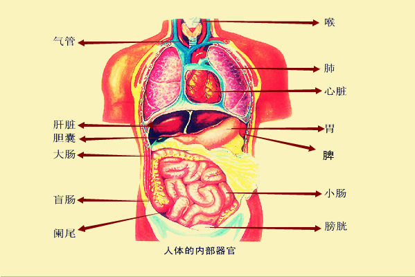 心肝脾肺肾各在哪个位置？图