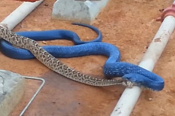 蓝色的蛇叫什么蛇？有图！
