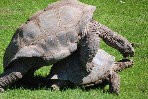 世界上最大的乌龟有多大？