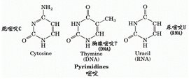 什么是嘧啶，什么是嘌呤