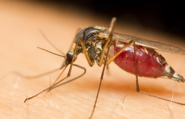 为什么有的人特别招蚊子，是有什么原因？