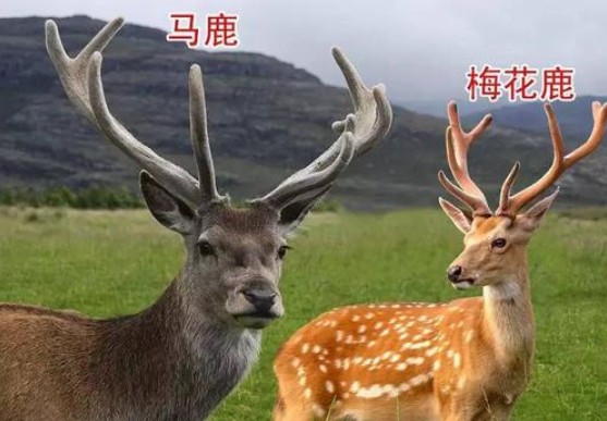 梅花鹿和鹿的区别