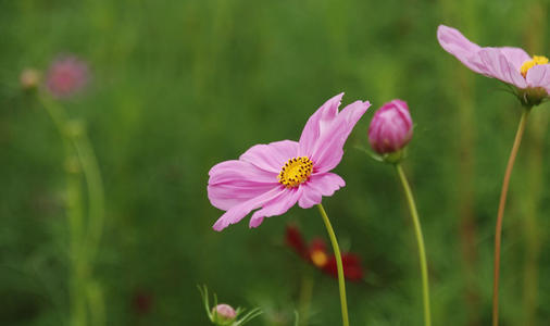 格桑花长什么样子？附图