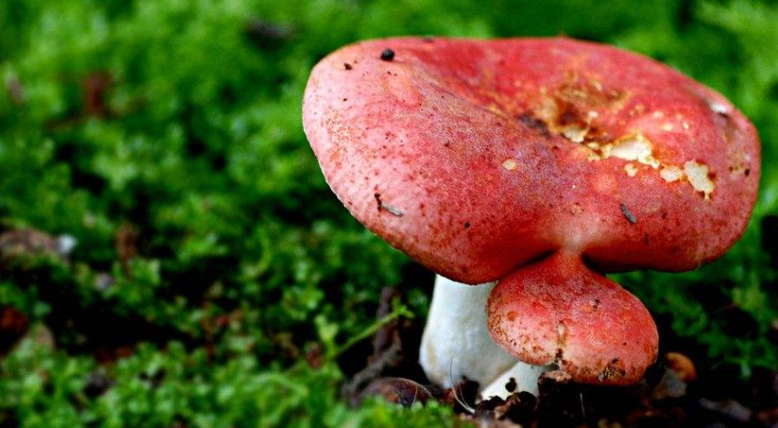 红菌吃了有什么功效？