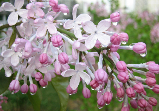 丁香花什么颜色？