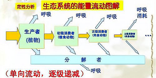 生态系统能量流动的特点