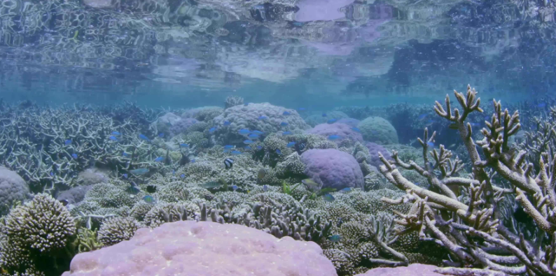 珊瑚礁有什么作用