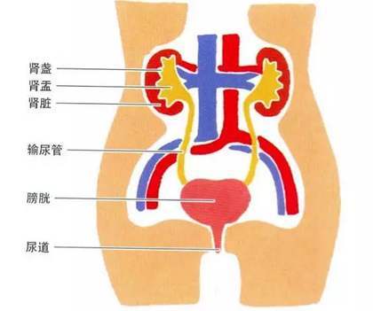 尿道感染是什么原因造成的？