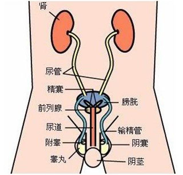 尿道感染是什么原因造成的？