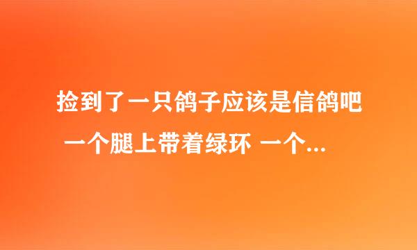 捡到了一只鸽子应该是信鸽吧 一个腿上带着绿环 一个腿上带着黑色的塑料环 编号是CHN2011-02-148159