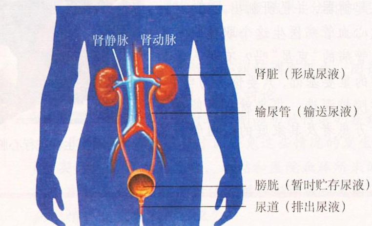 简述泌尿系统的组成和功能？