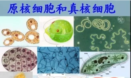 原核细胞和真核细胞最主要的区别在于