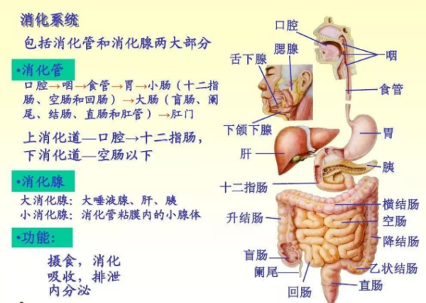 人体花的结构层次是什么？