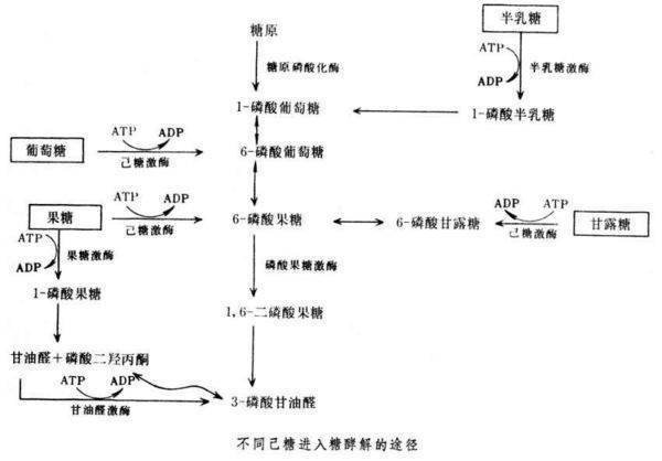 果糖和葡萄糖结构式有什不坚同？