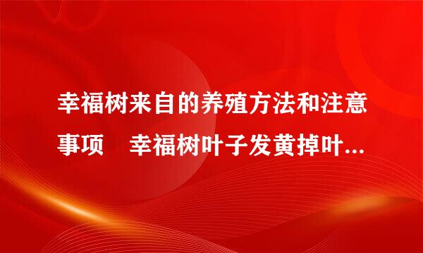 幸福树来自的养殖方法和注意事项 幸福树叶子发黄掉叶子怎么办