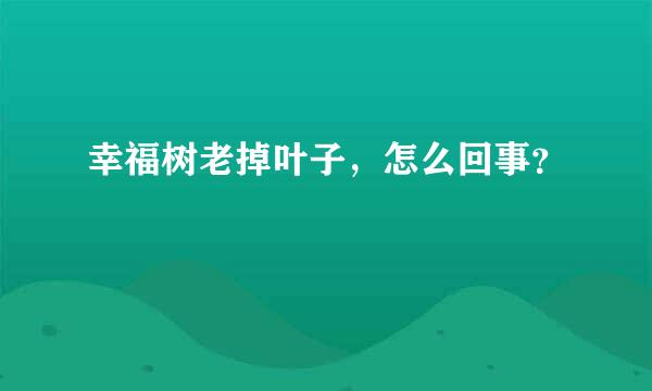 幸福树老掉叶子，怎么回事？