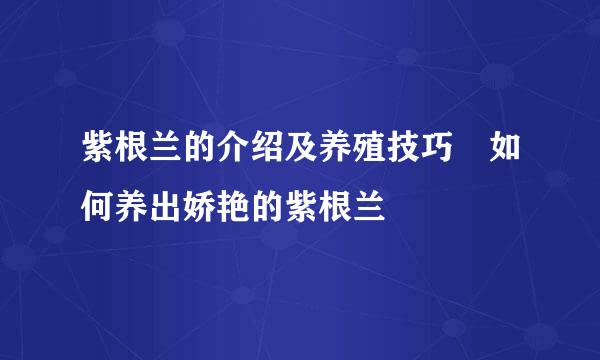 紫根兰的介绍及养殖技巧 如何养出娇艳的紫根兰