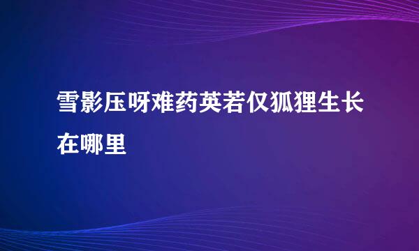 雪影压呀难药英若仅狐狸生长在哪里