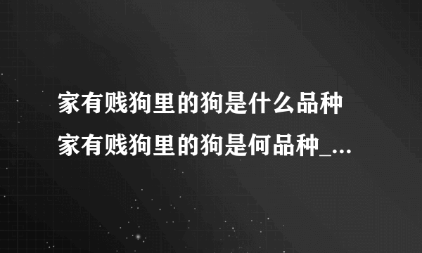 家有贱狗里的狗是什么品种 家有贱狗里的狗是何品种_飞外经验