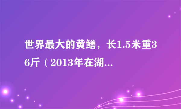 世界最大的黄鳝，长1.5米重36斤（2013年在湖州被捉）